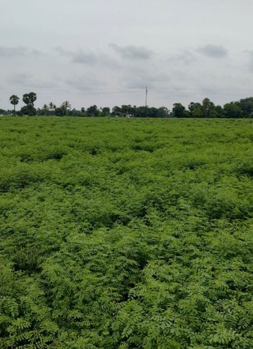 Green Manure Plants | Products