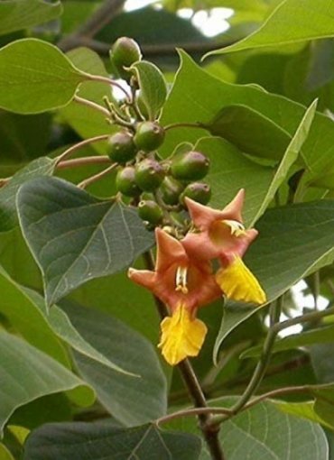 Glimena Tree Gmelina arboria | Pulp Wood Trees | Products