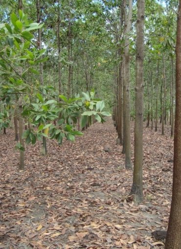 Acacia mangium | Pulp Wood Trees | Products