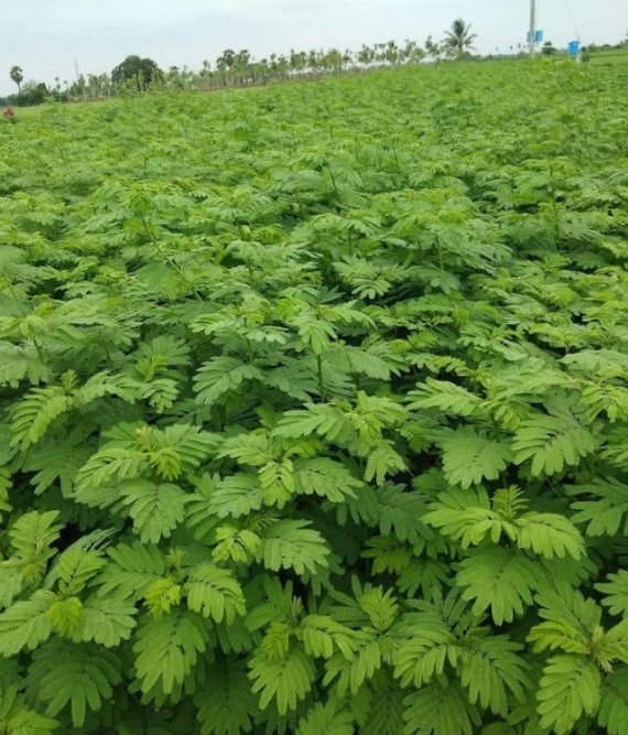 Hedge Lucerne Seed
