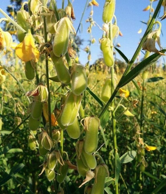 Sunhamp Seed