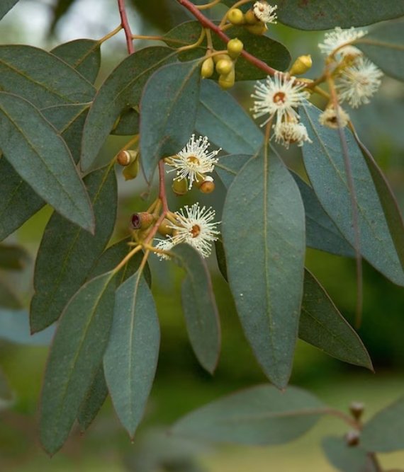 Eucalyptus Seeds