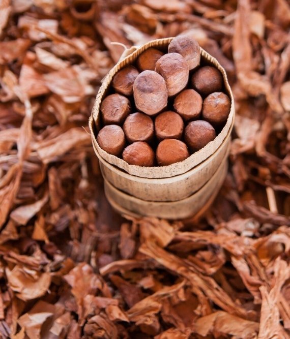 Mahagony Seed