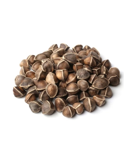 Drum Stick / Moringa Seed