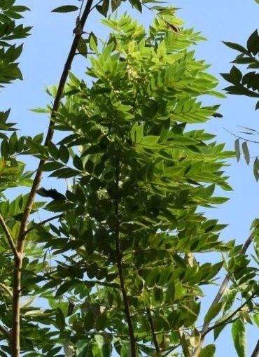 Suresh Forestry Network